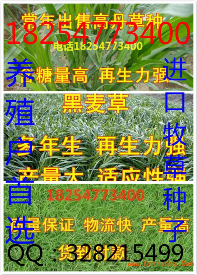 秦皇岛小肉犊 一头多少钱