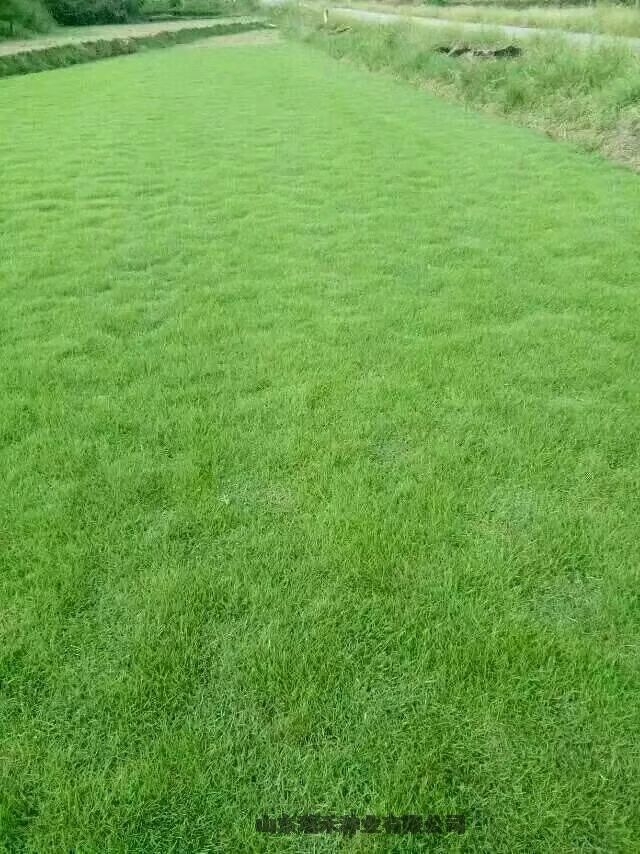 护坡草种子高速草籽高速护坡